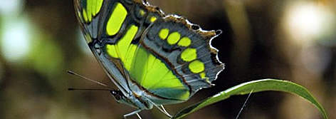 Mariposa verde de los bosques, Victorina Stelenes. Orden: Lepidoptera, Familia Nymphalidae, ...
© Fernando Allen for WWF Paraguay Victorina stelenes, habita en los bosques de la región oriental del Paraguay. Actualmente se ... rel=