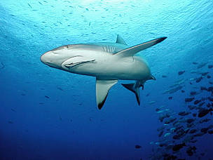 Grey reef sharks are among the numerous marine species found throughout Fiji's Great Sea Reef.
© WWF / Cat Holloway
© WWF / Cat Holloway