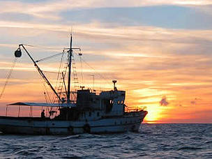 Barco pesquero de atún
© WWF
© WWF