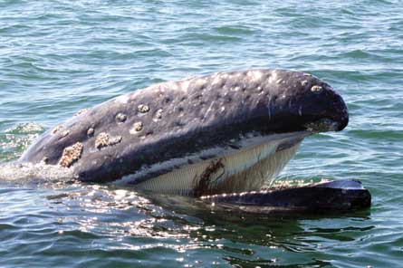Ballena gris (Eschrichtius robustus) mostrando sus barbas de color crema. Bahía Magdalena, BCS, México.