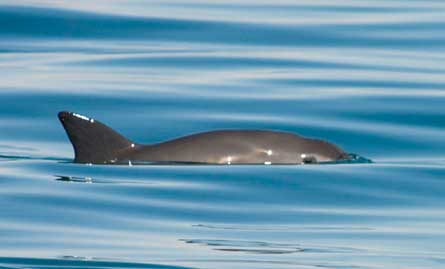 Vaquita, Golfo de California. Proyecto conjunto de investigación con la Coordinación de Investigación y Conservación de Mamíferos Marinos del Instituto Nacional de Ecología (INE). Foto obtenida de acuerdo al permiso No. DR7488708 de la Comisión Nacional de Áreas Naturales Protegidas (CONANP) de la Semarnat.