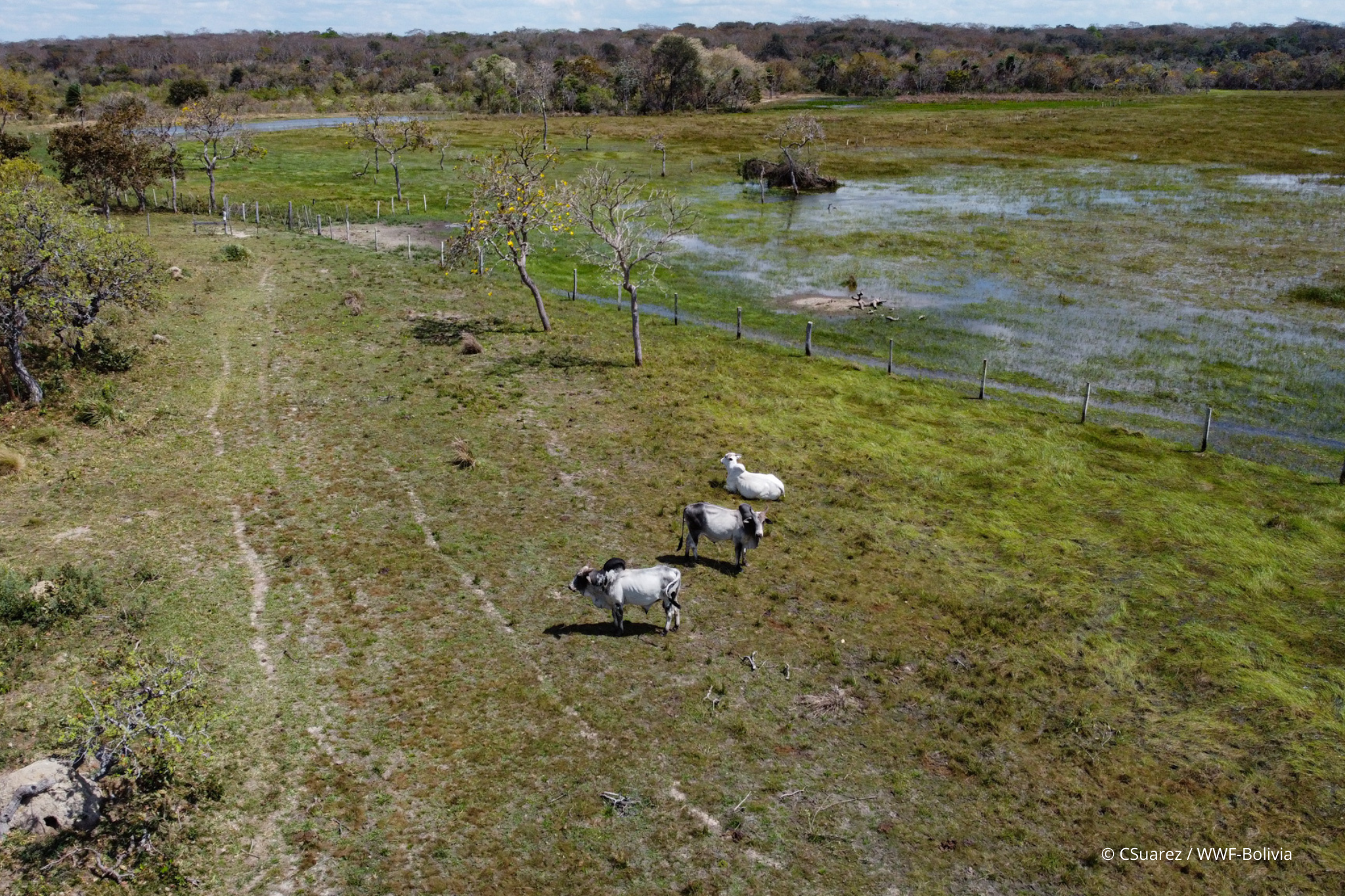 Ganado de Boris en su propiedad
