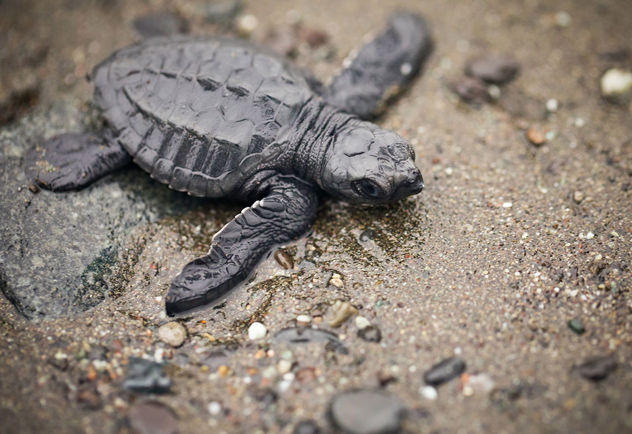 Tenistas Y Voluntarios Liberan 360 Cr as De Tortuga Golfina En El Marco 