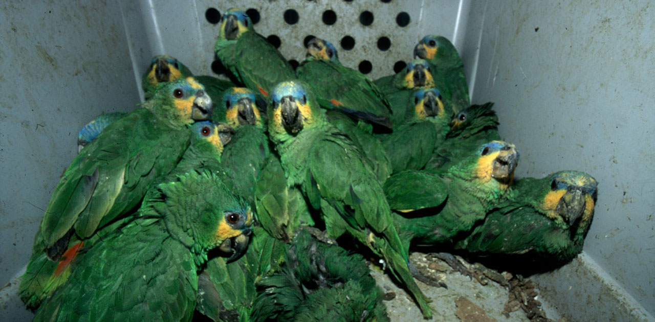 Acuerdan bancos y transportistas luchar contra el comercio ilegal de vida  silvestre | WWF