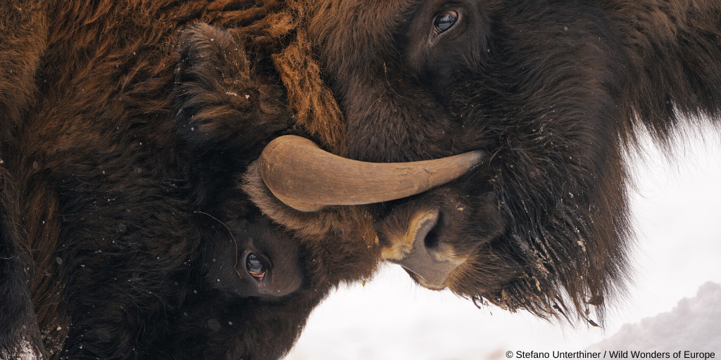 Putting European Nature Back on the Map | WWF