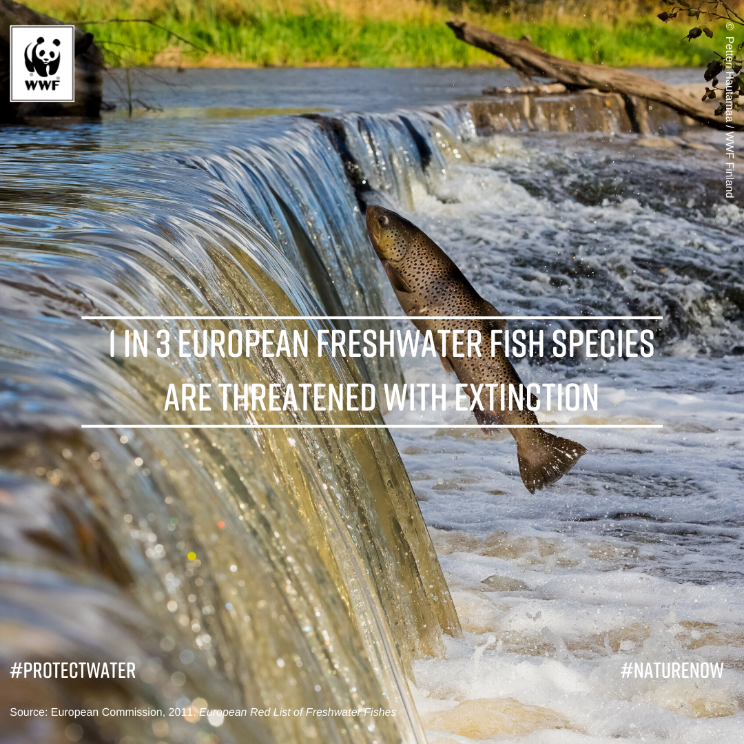 8 700 New Hydropower Plants Threatening Europe S Fragile Freshwater Biodiversity Wwf