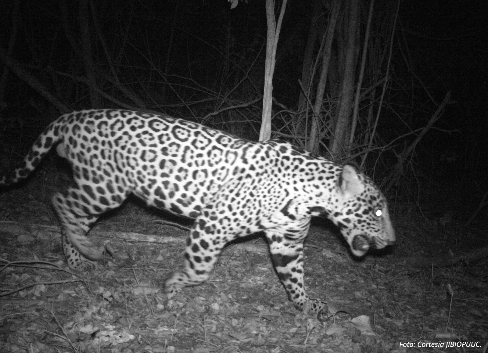 Jaguar