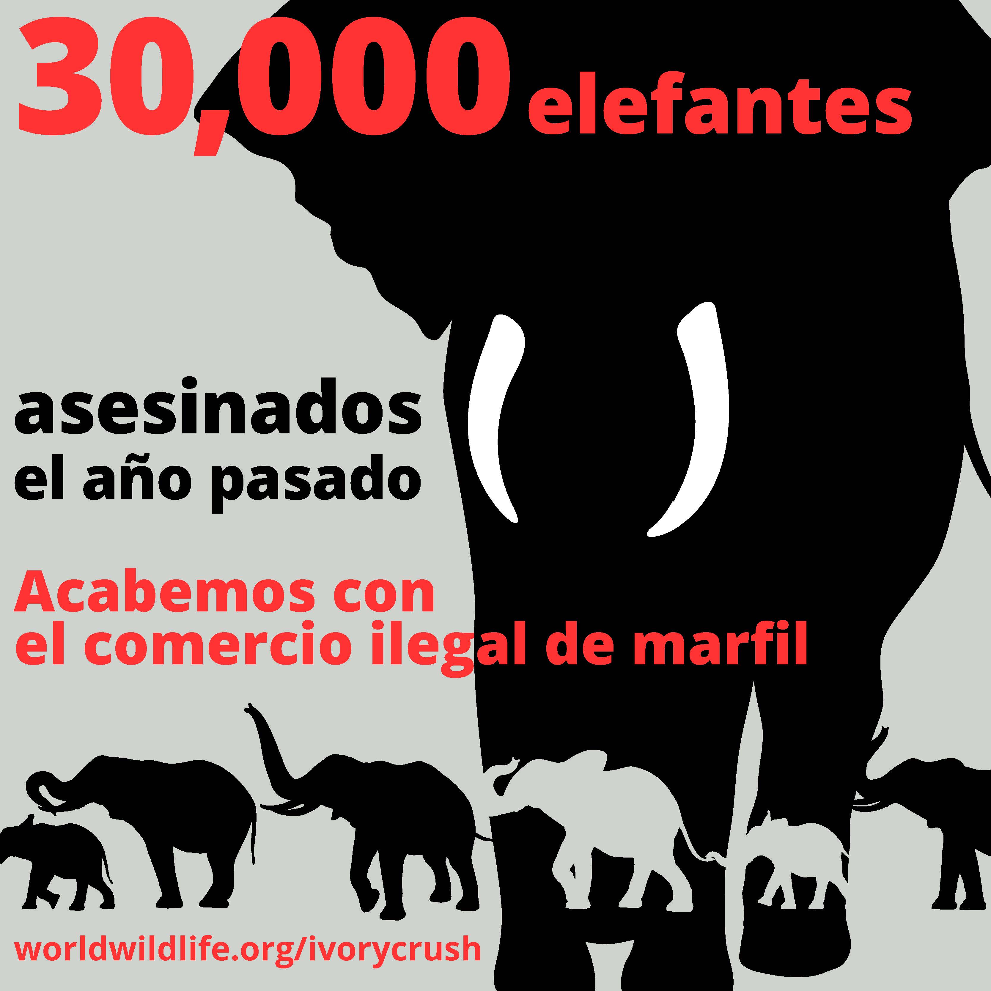 WWF felicita a los Estados Unidos por la destrucción de marfil y le