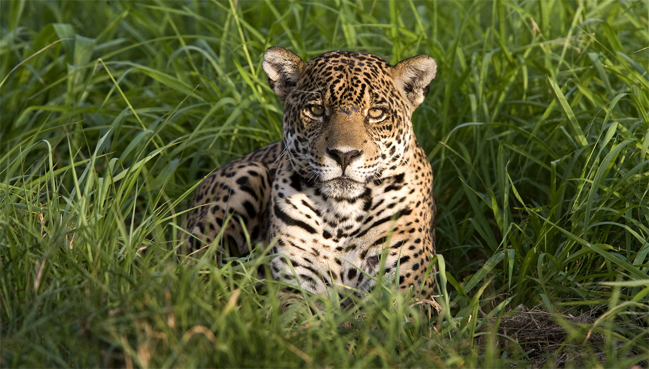 Jaguar (Panthera onca)