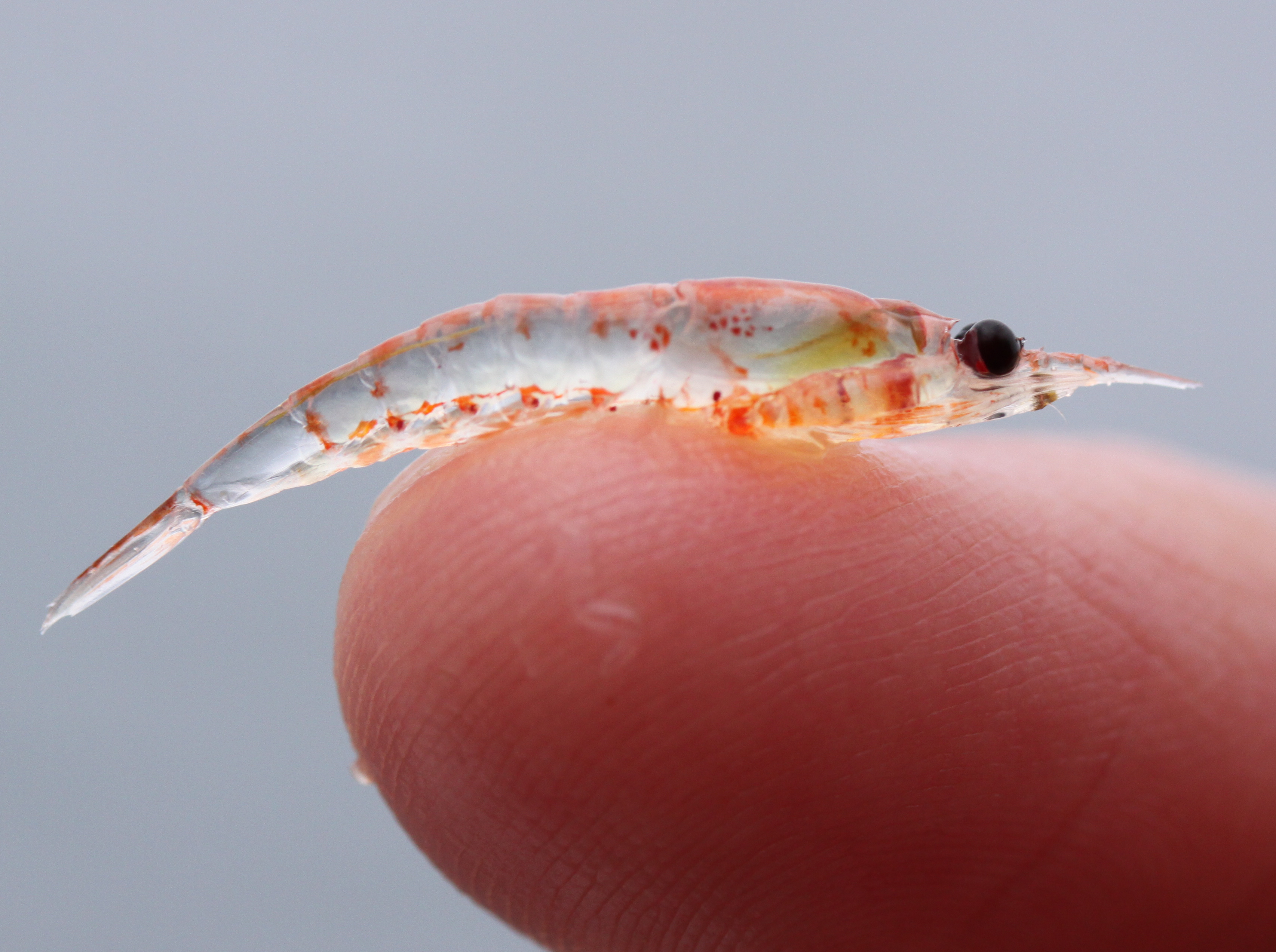 WWF: El krill antártico brinda servicios de almacenamiento de carbono por  un valor de 15.2 mil millones de dólares | WWF