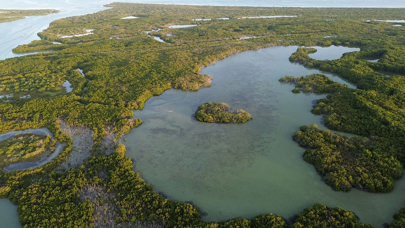 Fotografía: Manglares de Rio Lagartos, Yucatán.