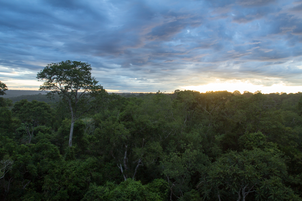 Paisaje de Bosque Atlántico en Paraguay