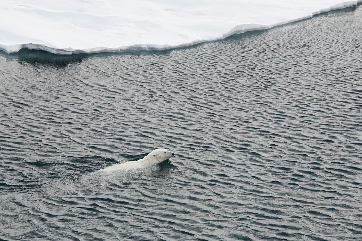 Un oso polar nada en el ártico.