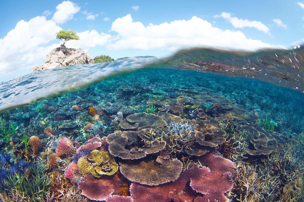 WWF y Apple Pay: ayudando al planeta durante el Mes de la Tierra | WWF