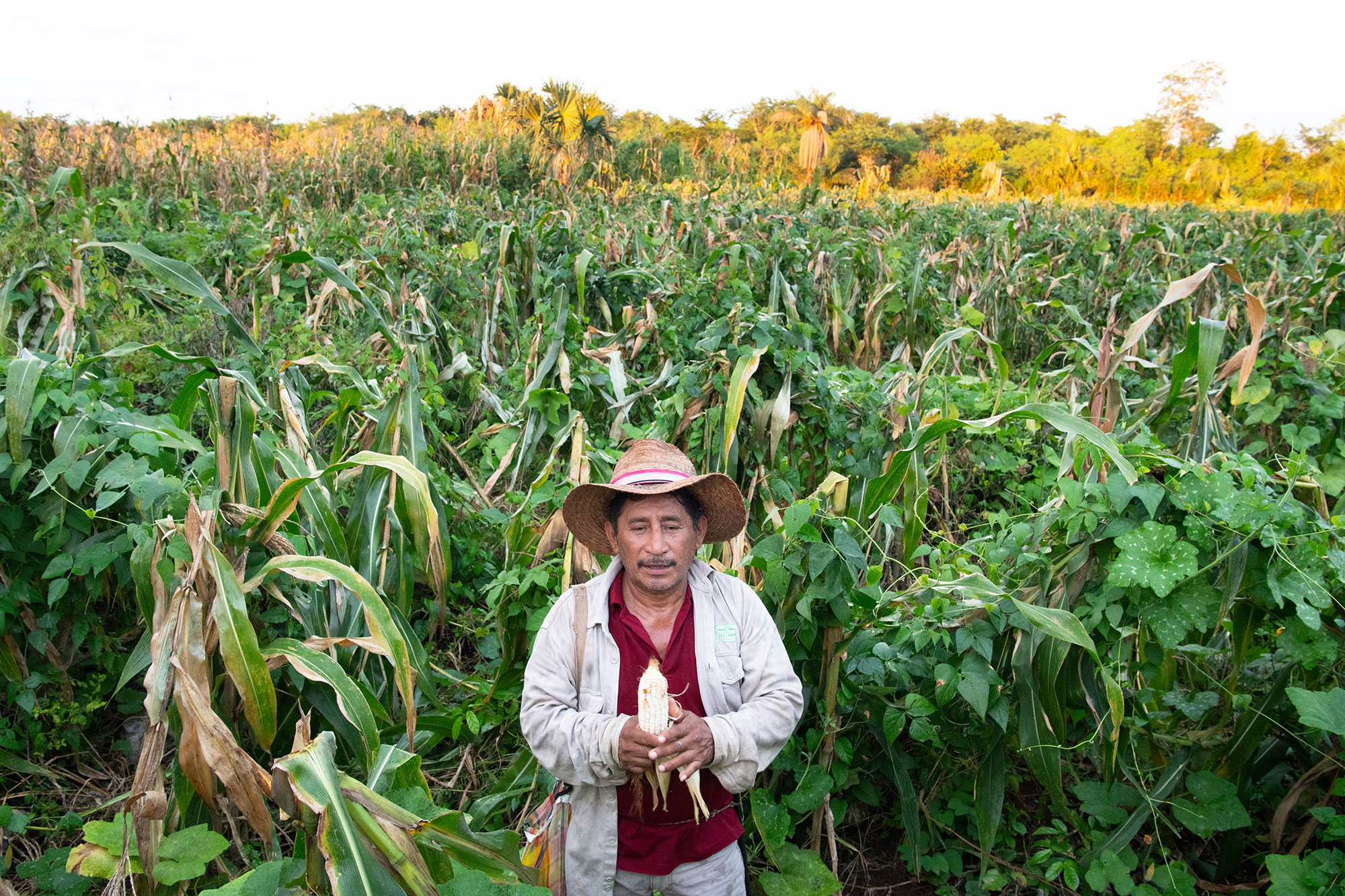 Don Melquiades Ojeda, productor de milpa maya.