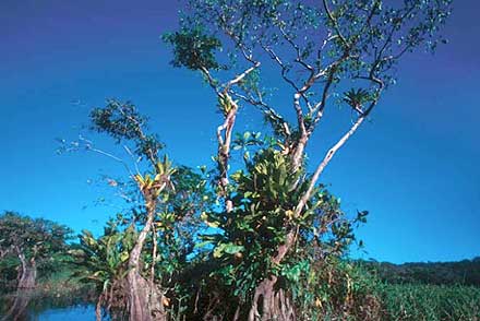 Publican documento sobre importancia de los manglares y las tecnologías para conservarlos