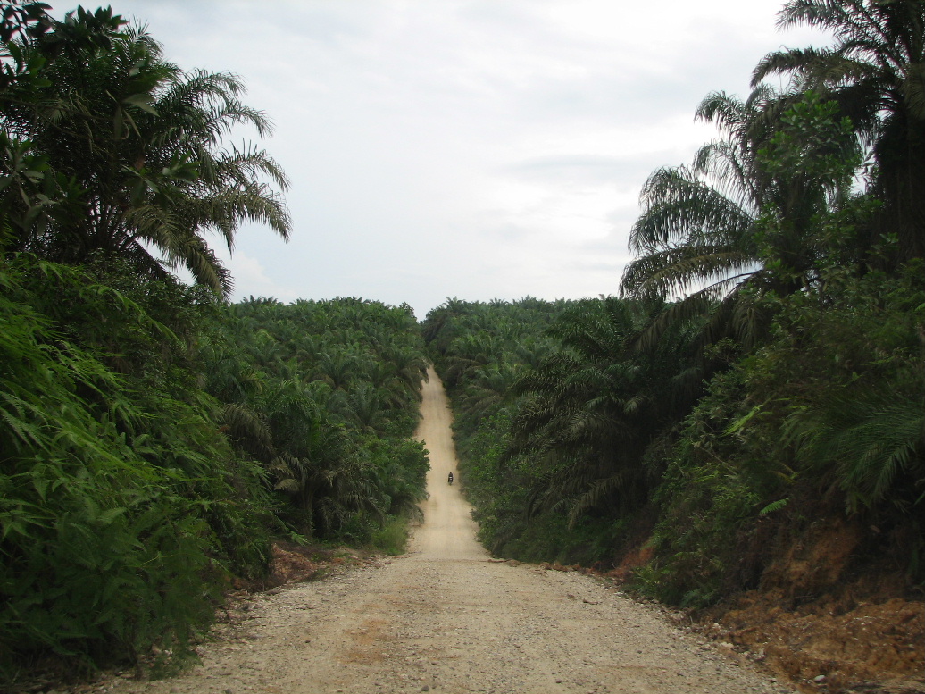 En Colombia, WWF y Fedepalma desarrollan un proceso para implementar prácticas sostenibles en el sector palmero, de acuerdo con los lineamientos de la RSPO. 