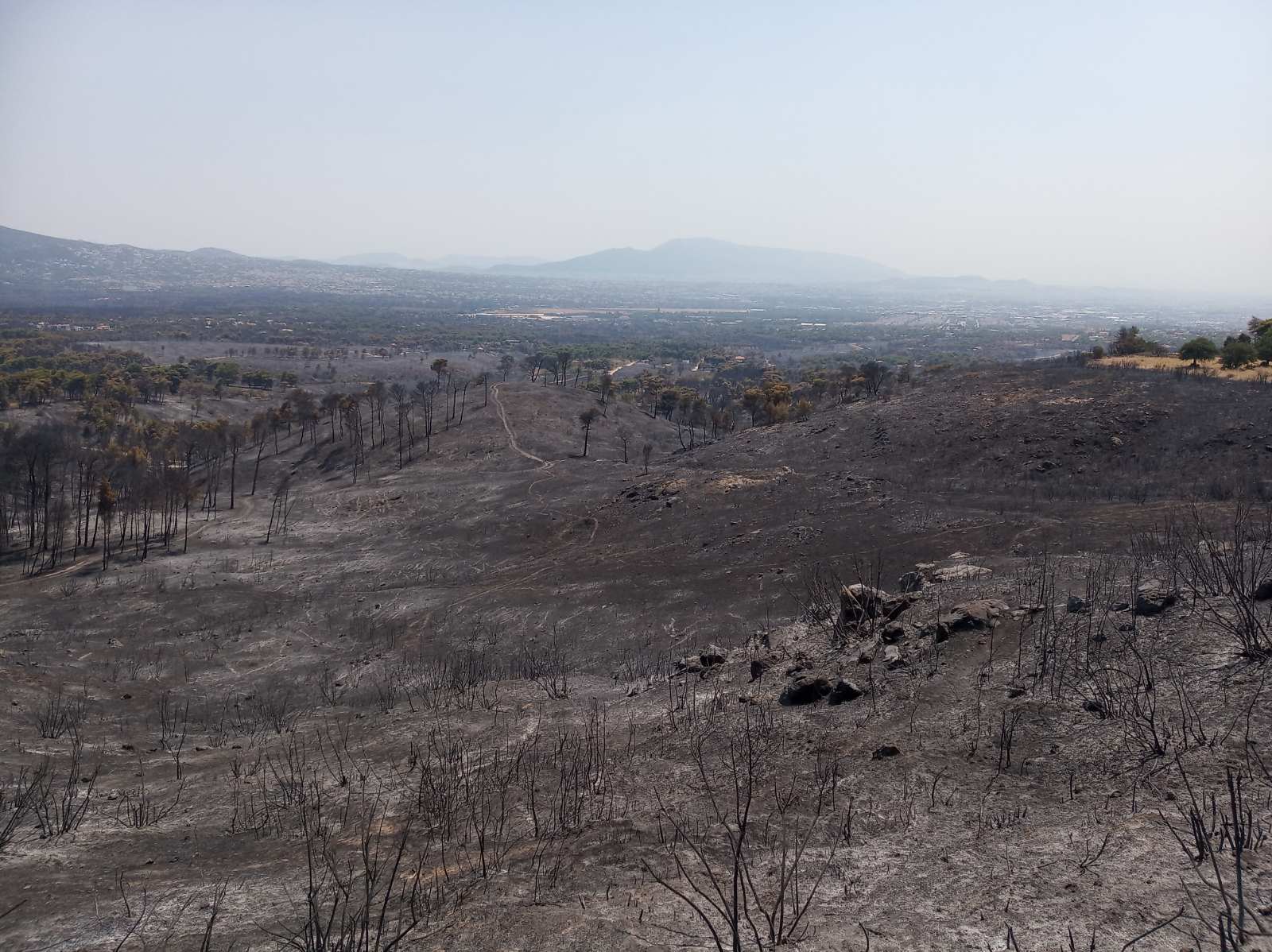 Los Incendios De Grecia Y Turqu a Amenazan Especies Que No Est n En 