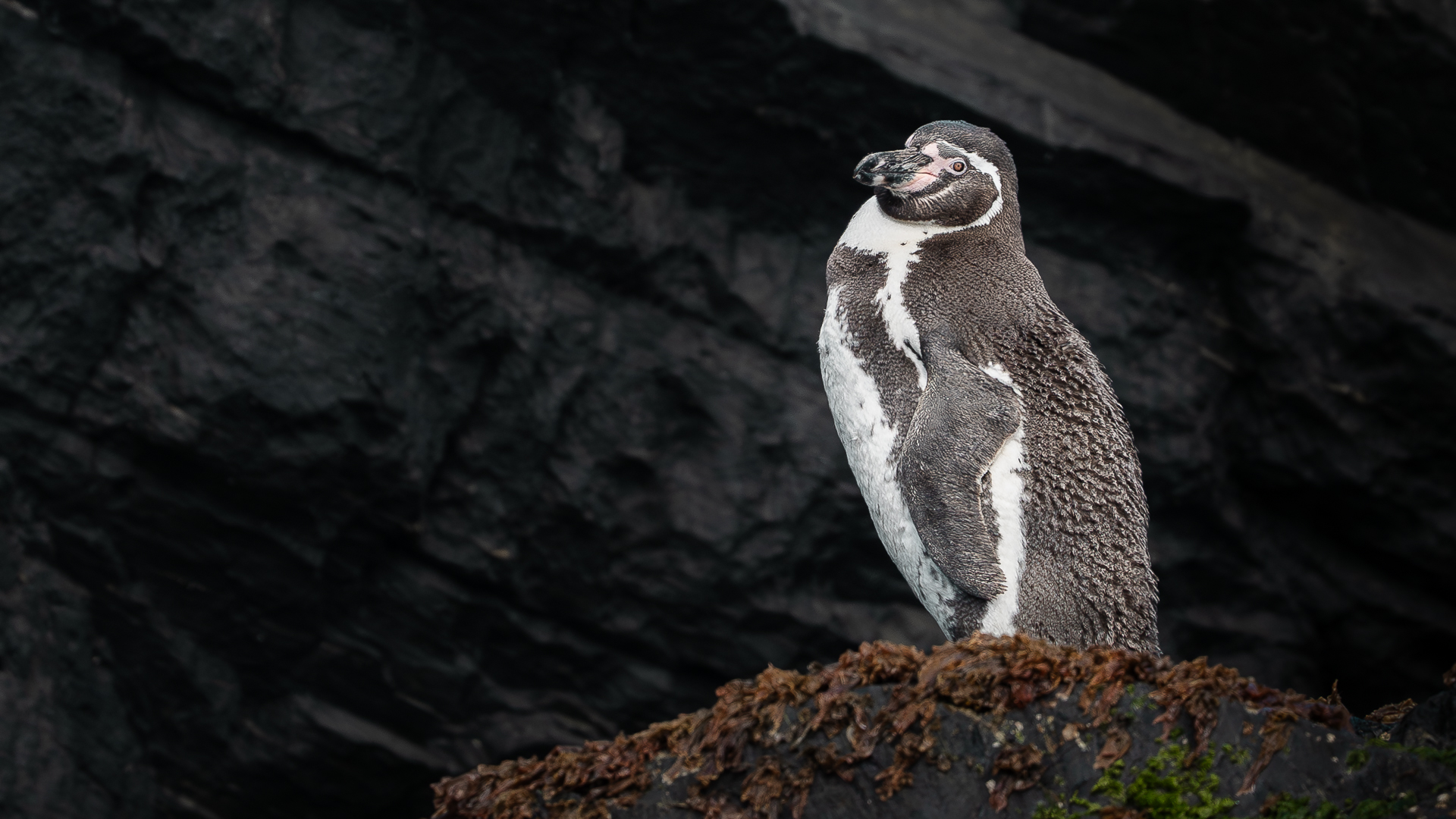 pingüino de Humboldt 