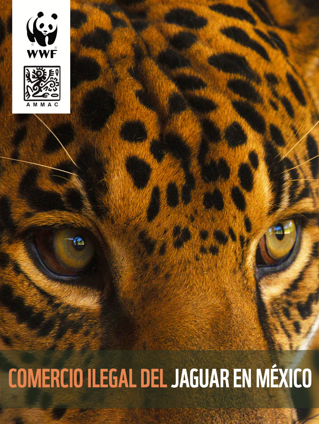 Portada del reporte 'Comercio ilegal del jaguar en México'