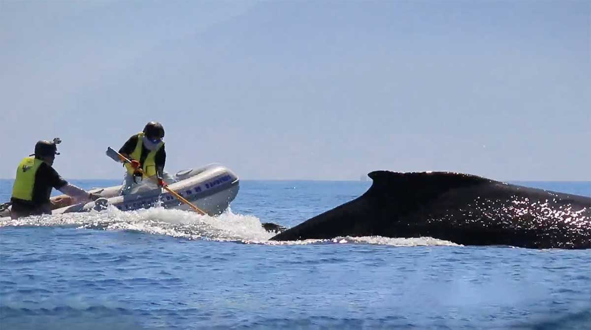 Desenmallamiento de ballena