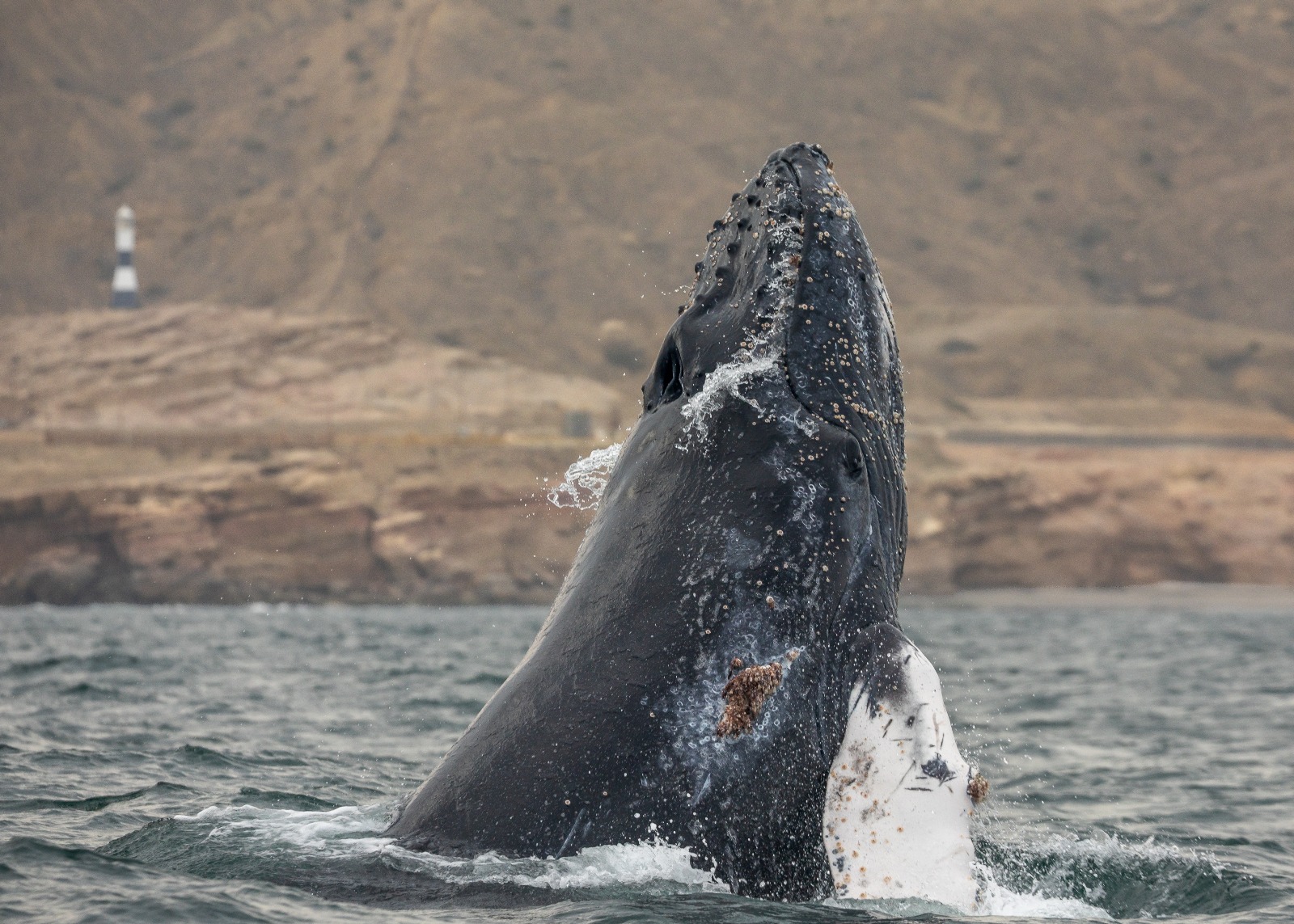 Primer marcaje satelital de ballenas jorobadas en Perú permitirá conocer sus rutas migratorias