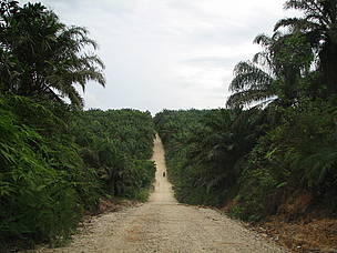 En Colombia, WWF y Fedepalma desarrollan un proceso para implementar prácticas sostenibles en el sector palmero, de acuerdo con los lineamientos de la RSPO. 